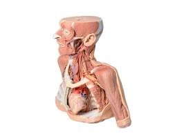Anatómia 3D tlač