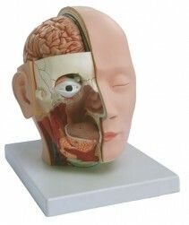 Hlava, mozog a nervov systm