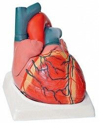 Srdce a kardiovaskulrny systm