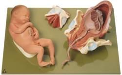 Pôrodnícke modely