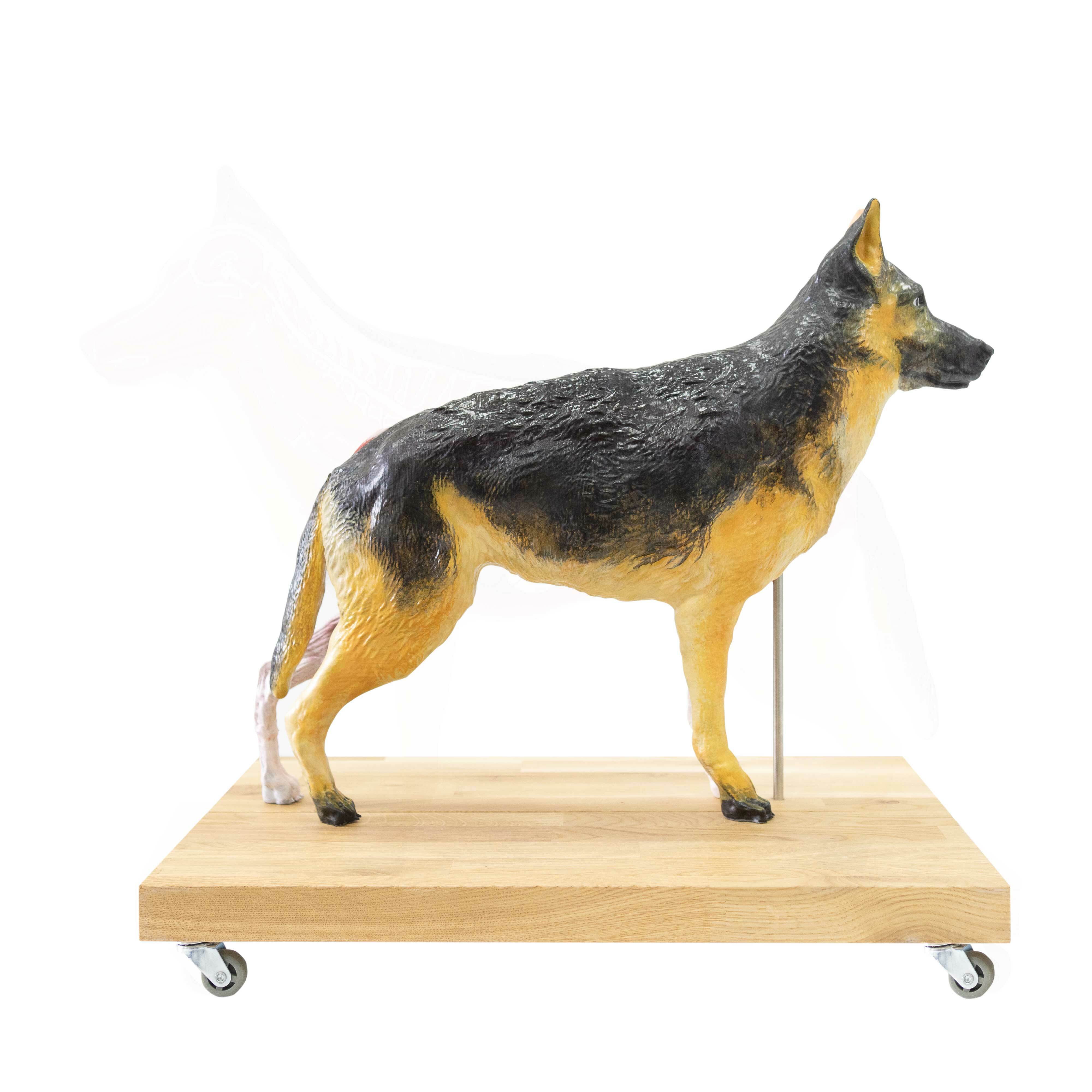 Výukový model psa, 11 částí, 2/3 životní velikosti