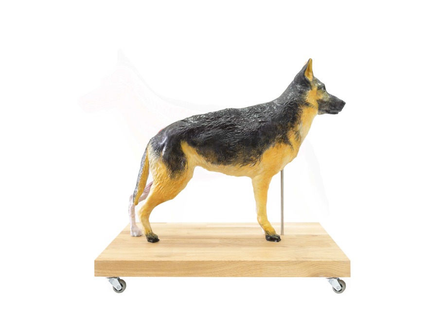 Vukov model psa, 11 st, 2/3 ivotn velikosti