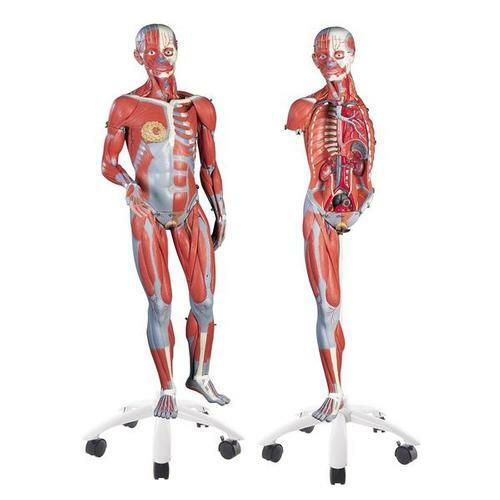 B51_01_34-Life-Size-Female-Muscle-Model-on-a-metal-stand-without-internal-organs-23-part