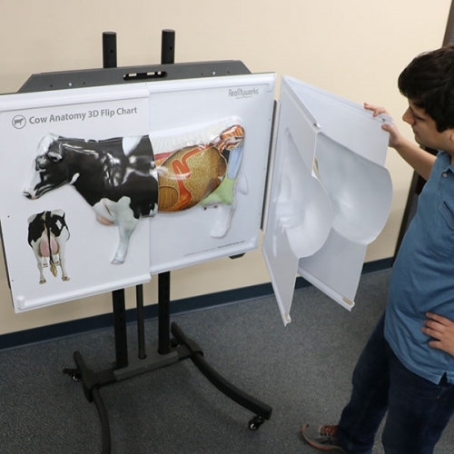 Anatomie krávy - 3D Flip chart