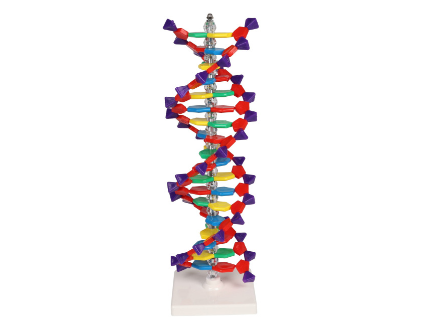C100 - Dvojit roubovice DNA