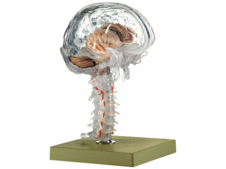 BS 25/T - Prhledn model mozku