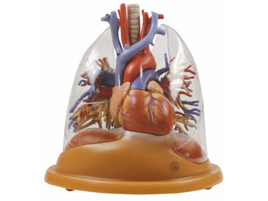 HS 8/2 - Stoln model srdce a plic