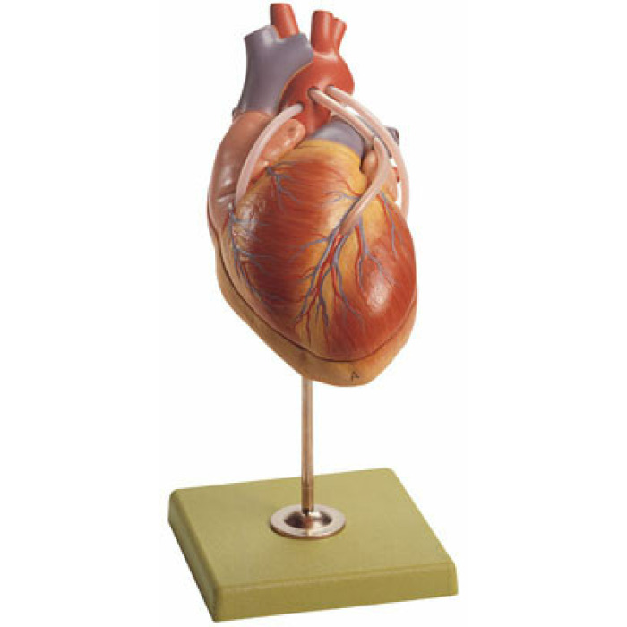 HS 15/1 - Model srdce a bypassov ly