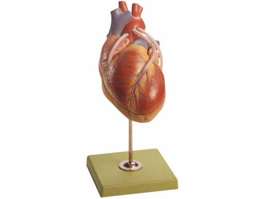 HS 15/1 - Model srdce a bypassov ly
