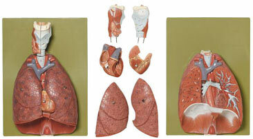 HS 7 - Plce, srdce, brnice a hrtan