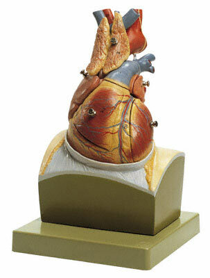 HS 22 - Srdce na podstavci ve tvaru brnice