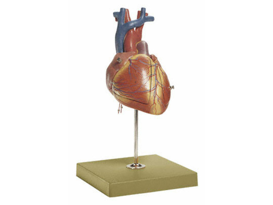 HS 24 - Srdce plodu
