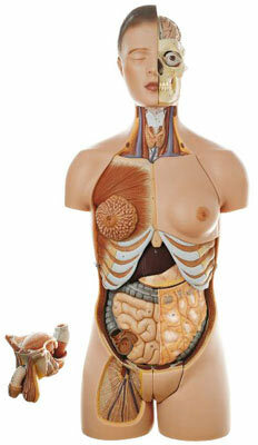 AS 4/1 - Lidsk trup, s hlavou a vymnitelnmi muskmi a enskmi pohlavnmi orgny