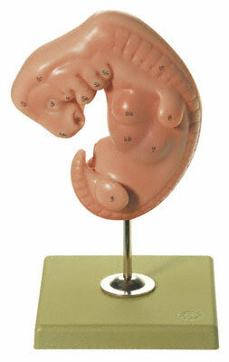 MS 11 - Embryo