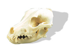 Lebka psa domcho - odlitek (Canis domesticus)