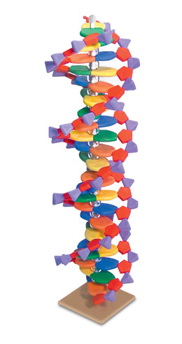 Molekulrn model miniDNA (22 rovn)