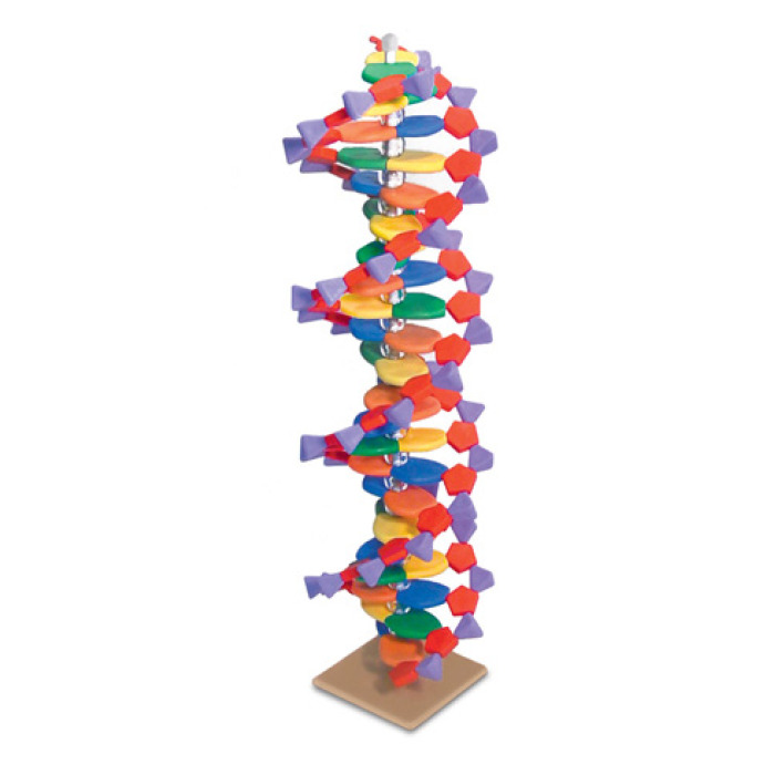Molekulrn model miniDNA (22 rovn)