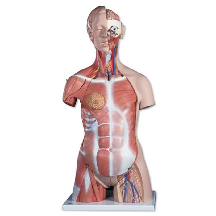 B40 - Deluxe torso se svaly, dvoj pohlav, 31 st