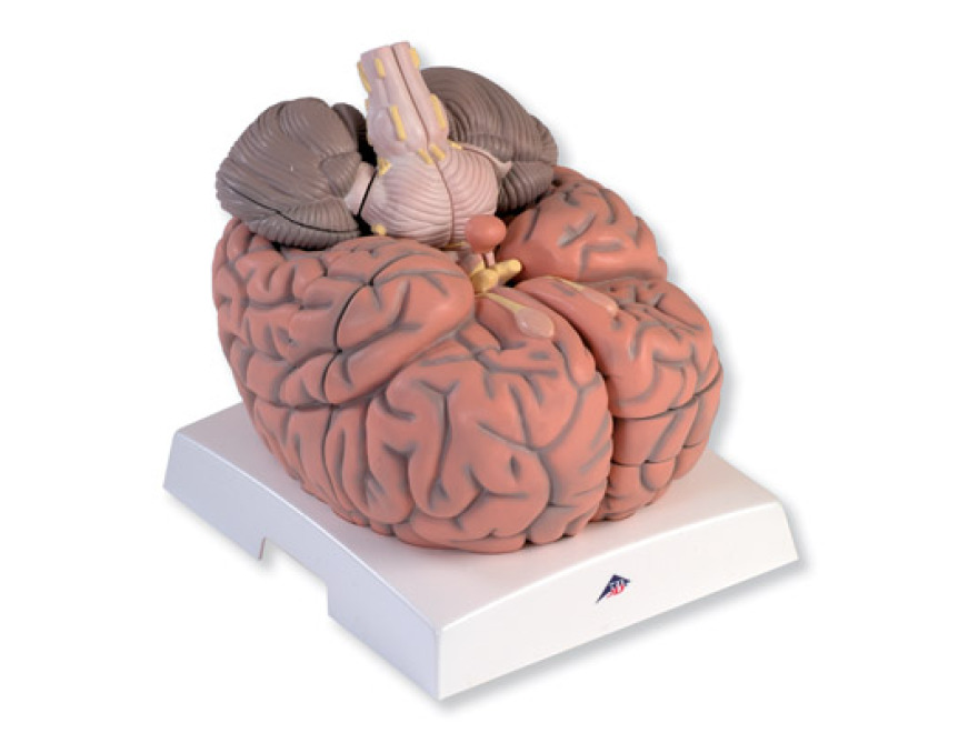 VH409 - Velk model mozku, 2,5 krt zvten, 14 st