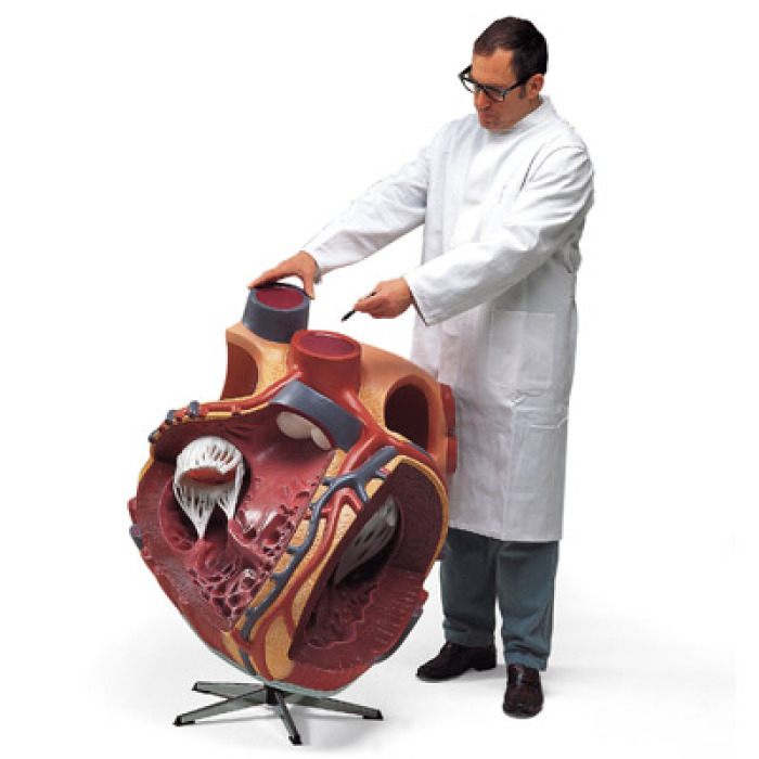 VD250 - Ob model srdce, 8 krt zvten