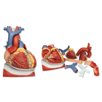 VD251 - Model srdce na brnici, 3 krt zvten, 10 st