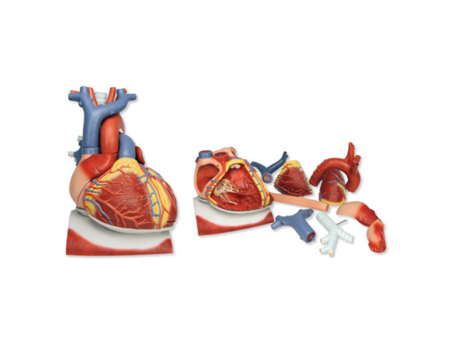 VD251 - Model srdce na brnici, 3 krt zvten, 10 st