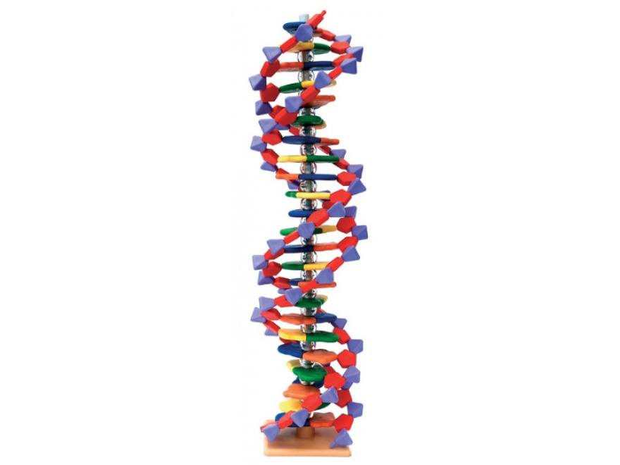 Pokroil model miniDNA (22 vrstev)