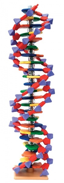 Pokročilý model miniDNA (22 vrstev)