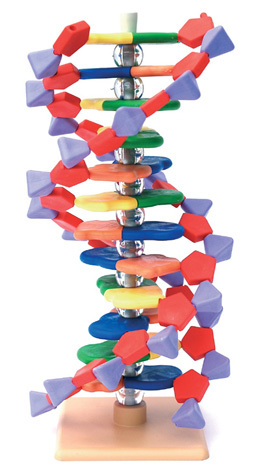 Pokroil model miniDNA (12 vrstev)