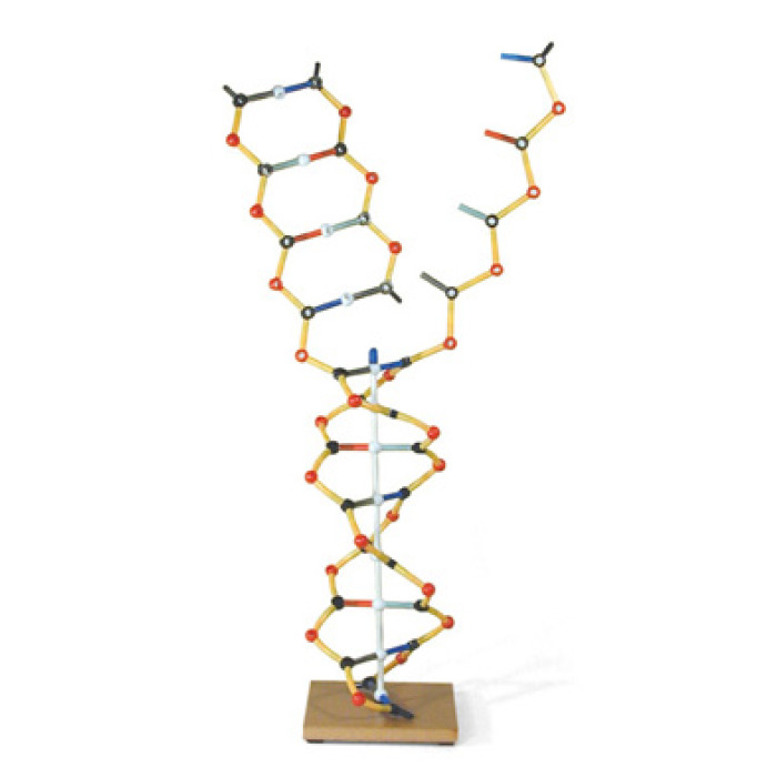 DNA - RNA
