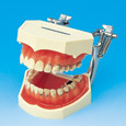 Model pro studium zubnch kaz
