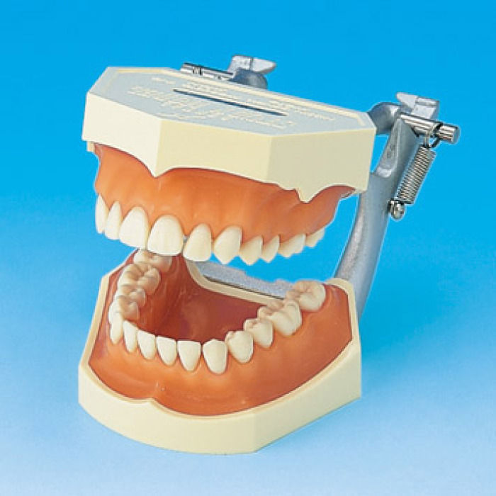 Model s odnmatelnmi zuby (dse z rovho silikonu)