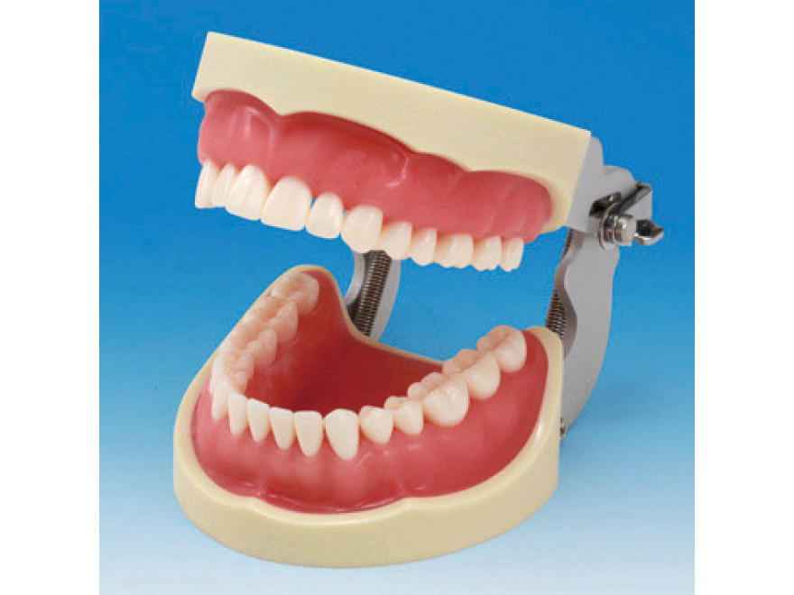 Model elisti s protetickou nhradou (32 zub) - rov dse