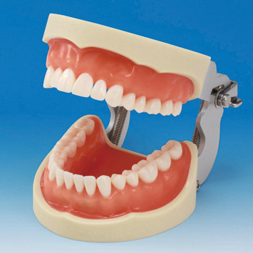 Model elisti s protetickou nhradou (32 zub) - dse pro silikonov otisk