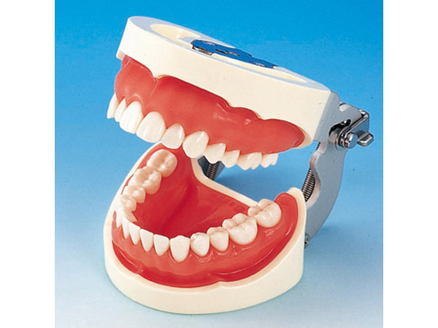 Model elisti s protetickou nhradou (28 zub) - rov dse