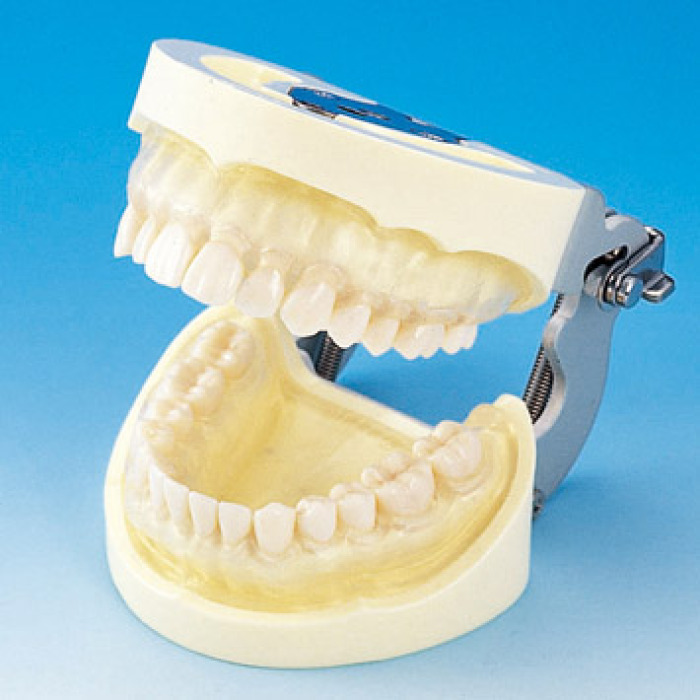 Model elisti s protetickou nhradou (28 zub) - transparentn dse