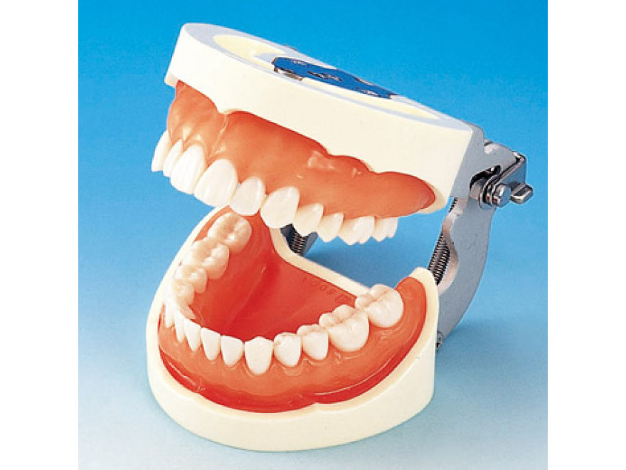 Model elisti s protetickou nhradou (28 zub) - dse pro silikonov otisk