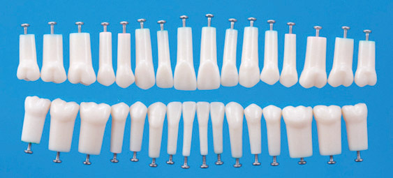 Nhradn modely stlch zub s jednm koenem A5A-200 (sada 32 zub)