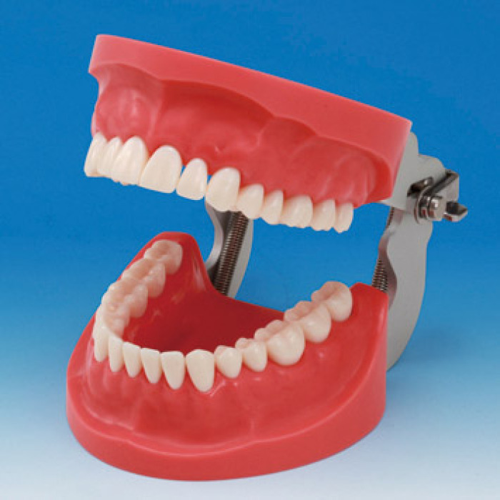 Model elist pro tvorbu zubnch nhrad CON2001-UL-HD (32 zub)