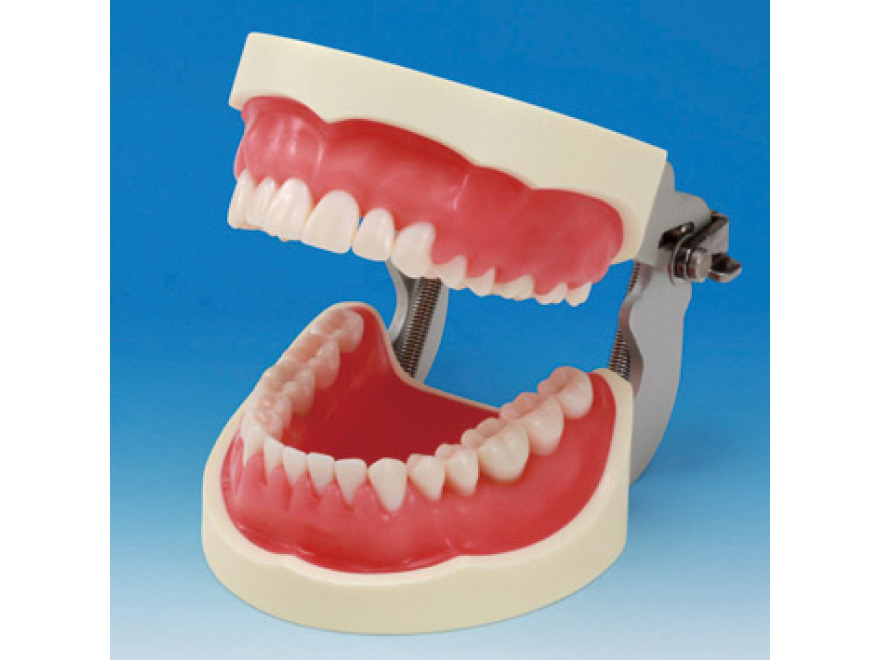 Model elist k ncviku odstraovn zubnho kamene