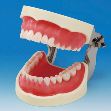 Model čeľustí k nácviku odstraňovania zubného kameňa