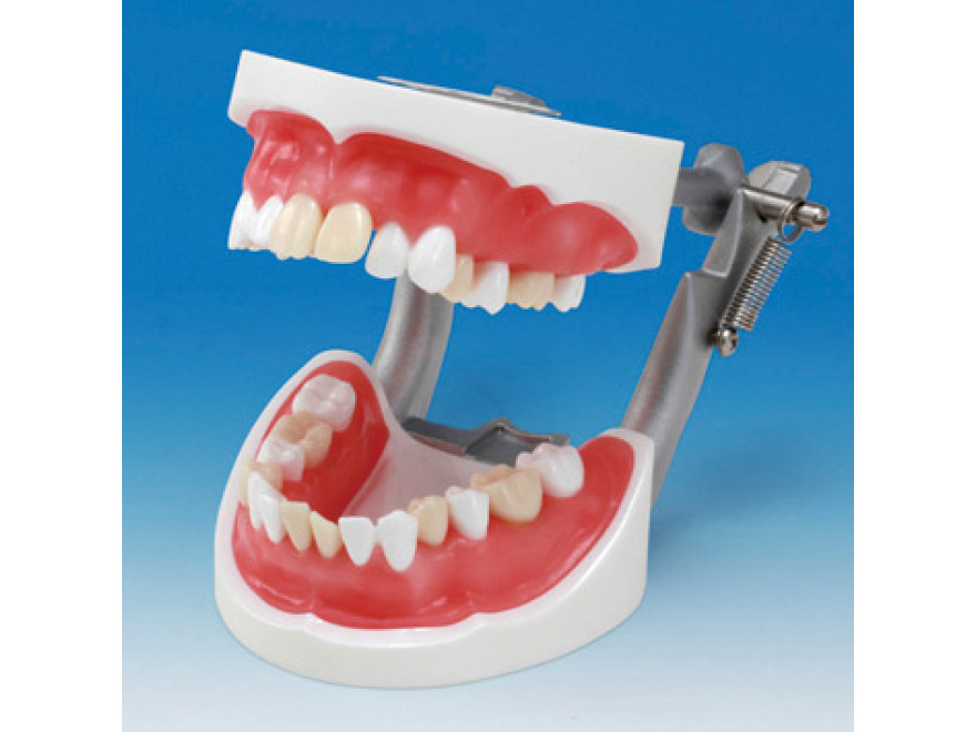 Model extrakce zub SUG2004-UL-SP-DM-28