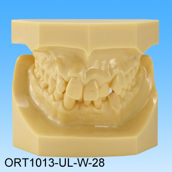 Pryskyin model vadnho skusu (tda II skupina 2 stsnan zuby)
