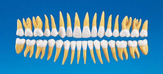 2,5 zvten anatomick model zubu B10-330 (sada 32 zub)