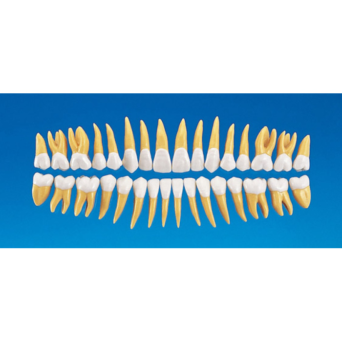 2,5 zvten anatomick model zubu B10-330 (sada 32 zub)