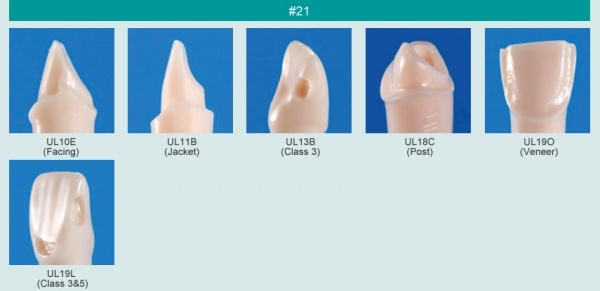Model zubu pro ppravu pile mstku a itn zubu ped vpln (zub . 21)
