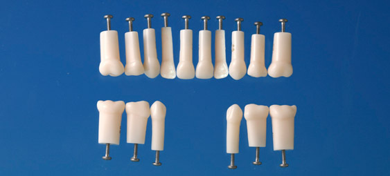 Model mlnho zubu s jednoduchm koenem (zub . 53)