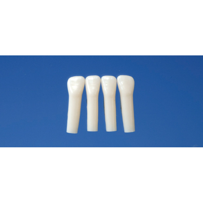 Model mlnho zubu s jednoduchm koenem (zub . 72)
