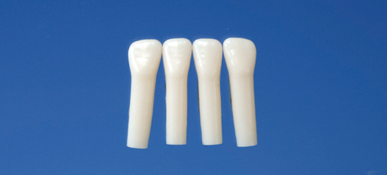Model mlnho zubu s jednoduchm koenem (zub . 81)