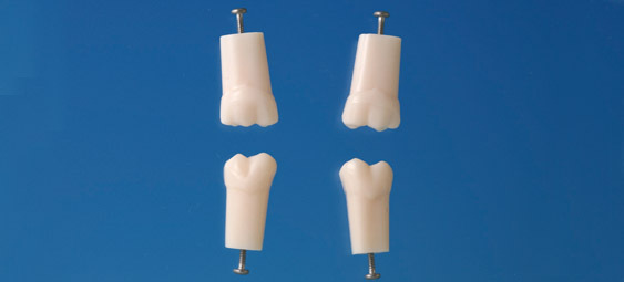 Model stlho zubu s jednoduchm koenem (zub . 26)